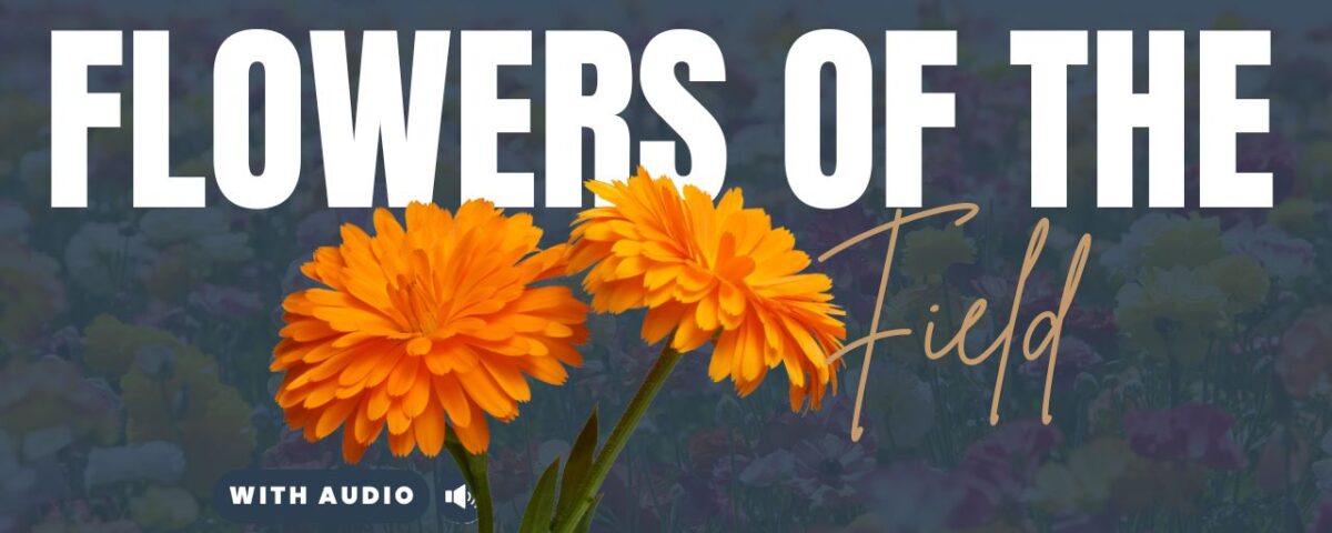 Bible Verses About Flowers