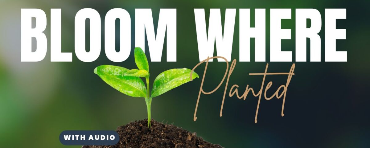 Bible Verses About Growing Where God Has Planted You