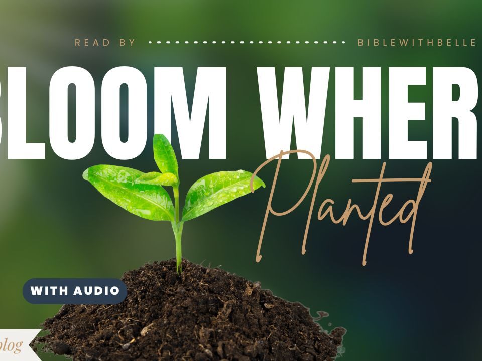 Bible Verses About Growing Where God Has Planted You