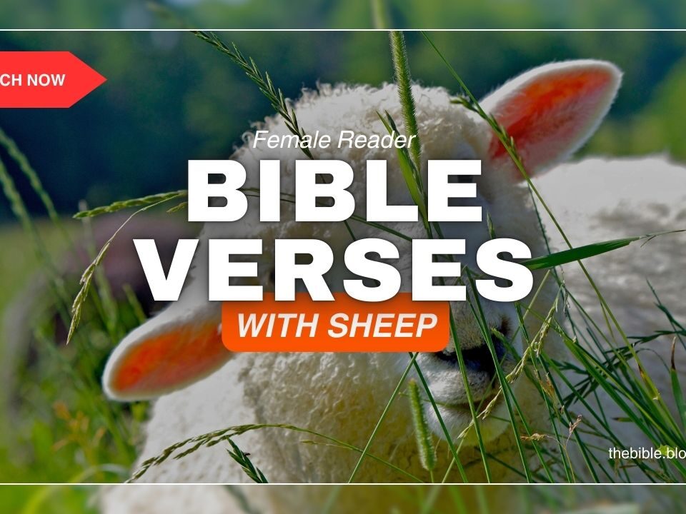 Bible Verses With Sheep