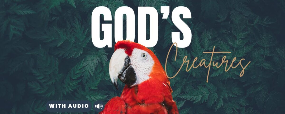 Bible Verses With Animals