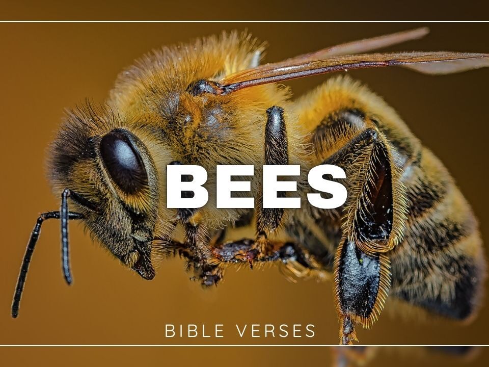 Bible Verses about Bees