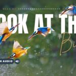 Bible Verses With Birds