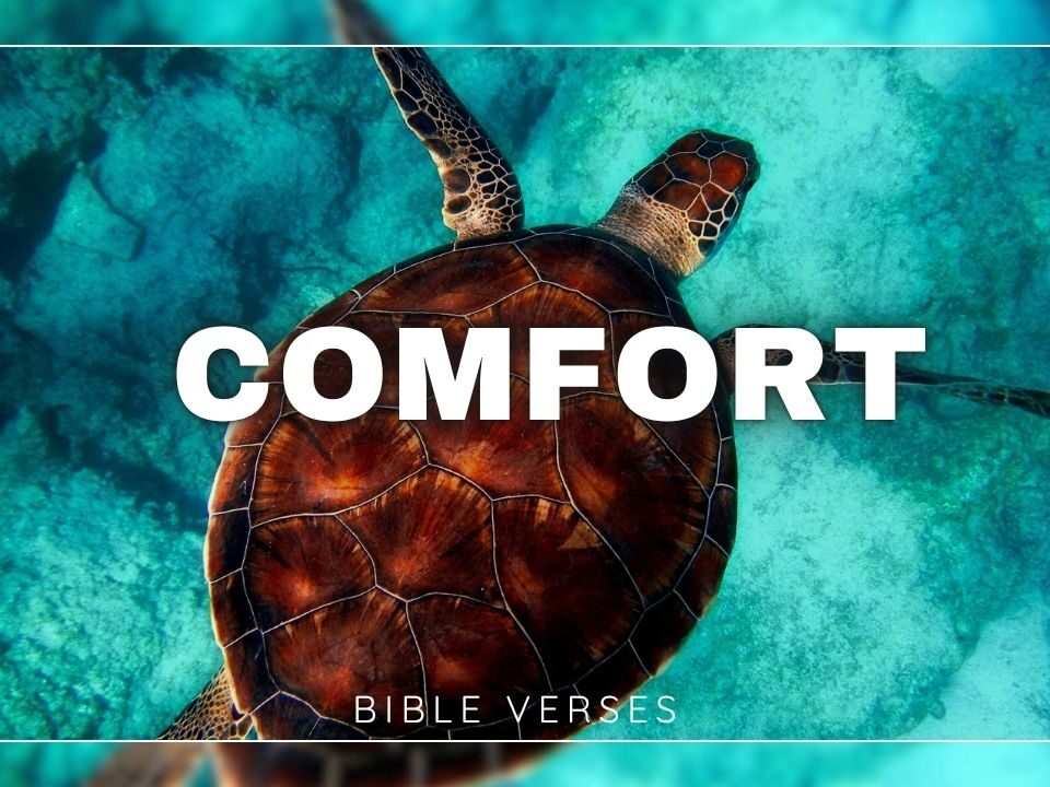 Bible Verses With Comfort